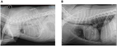 Retrospective Evaluation of the Use and Complications of Small-Bore Wire-Guided Thoracostomy Tubes in Dogs and Cats: 156 Cases (2007–2019)